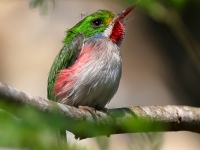 A10A1063Cuban_Tody