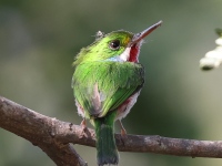 A10A1102Cuban_Tody