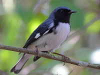 A10A3241Black-throated_Blue_Warbler