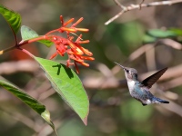 A10A3376Bee_Hummingbird