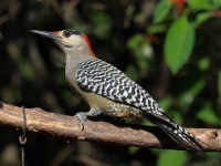 A10A3417West_Indian_Woodpecker