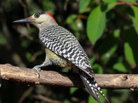 A10A3427West_Indian_Woodpecker