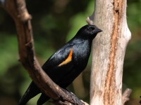 A10A3449Tawny-shouldered_Blackbird