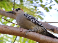 A10A3466West_Indian_Woodpecker