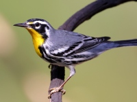 A10A3493Yellow-throated_Warbler