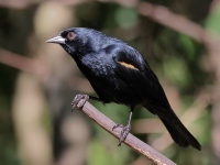 A10A3532Tawny-shouldered_Blackbird