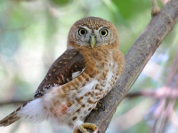 A10A3594Cuban_Pygmy_Owl