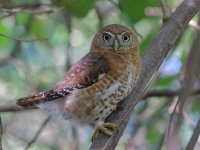 A10A3602Cuban_Pygmy_Owl