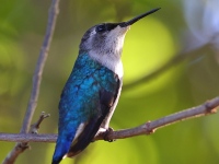 A10A3639Bee_Hummingbird