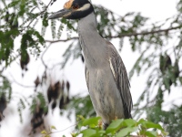 A10A3669Yellow-crowned_Night-heron