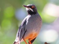 A10A7691Red-legged_Thrush