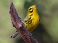 A10A7971Prairie_Warbler