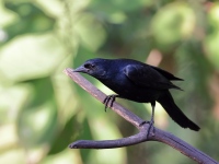 A10A7982Tawny-shouldered_Blackbird