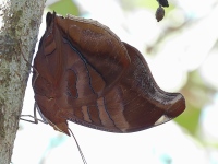 A10A8007Orion_Cecropian_Butterfly