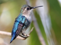 A10A8027Bee_Hummingbird