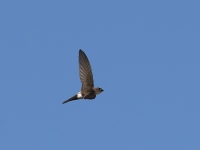 A10A8750Antillean_Palm_Swift