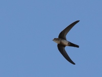 A10A8764Antillean_Palm-Swift