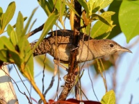 A10A0002Zapata_Wren