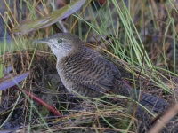 A10A0021Zapata_Wren