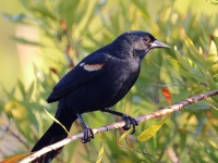 A10A0070Red-shouldered_Blackbird