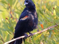 A10A0085Red-shouldered_Blackbird