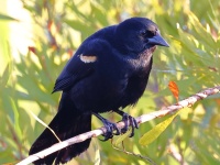 A10A0094Red-shouldered_Blackbird