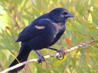 A10A0098Red-shouldered_Blackbird