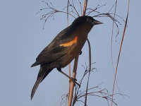 A10A0153Red-shouldered_Blackbird