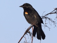 A10A0182Red-shouldered_Blackbird