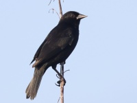 A10A0196Red-shouldered_Blackbird