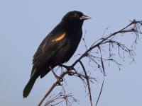 A10A0215Red-shouldered_Blackbird