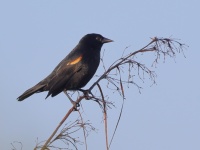 A10A0221Red-shouldered_Blackbird