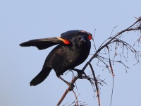 A10A0228Red-shouldered_Blackbird