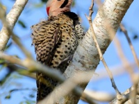 A10A0322Northern_Flicker_Cuba