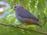 A10A0381Gray-fronted_Quail-Dove