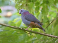 A10A0383Gray-fronted_Quail-Dove