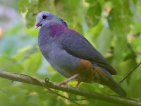 A10A0424Gray-fronted_Quail-Dove