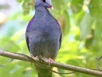 A10A0432Gray-fronted_Quail-Dove