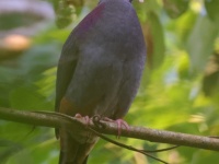 A10A0478Gray-fronted_Quail-Dove