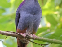 A10A0498Gray-fronted_Quail-Dove