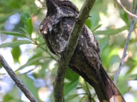 A10A0558Cuban_Nightjar