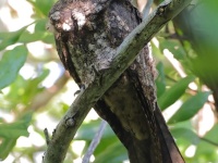 A10A0577Cuban_Nightjar