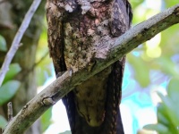 A10A0619Cuban_Nightjar