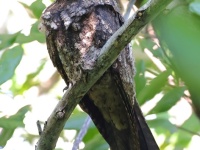 A10A0632Cuban_Nightjar