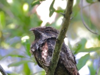 A10A0647Cuban_Nightjar