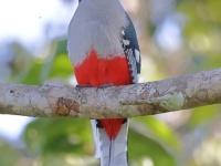 A10A0679Cuban_Trogon