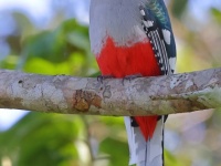 A10A0691Cuban_Trogon