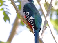 A10A0722Cuban_Trogon