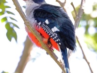 A10A0735Cuban_Trogon