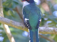 A10A0746Cuban_Trogon